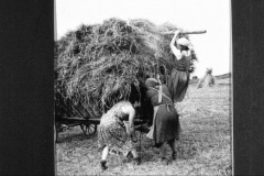 Fam.-Stunz-bei-der-Getreideernte-1944-217